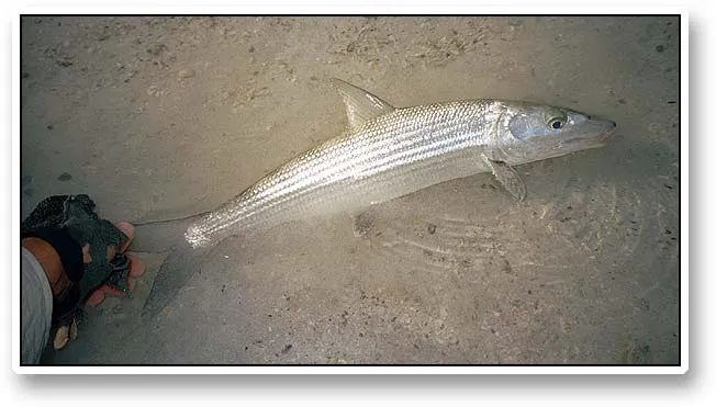 Mirror, mirror - Mirror, mirror on the flat, who is the fairest in the water? Well, the bonefish is a strong contender with its silvery, ghostlike appearance and perfect body shape.