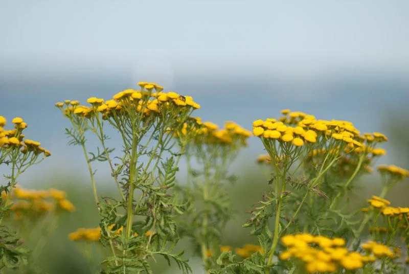 Flowers -