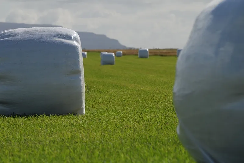 Hay - During august the hay is harvested and packed in large platic packages like these.