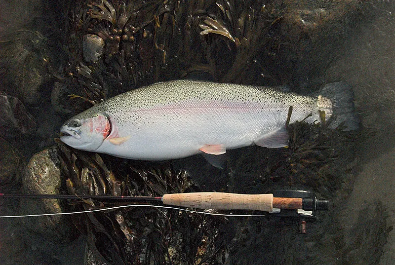 Escaped rainbow - We had some fun with these in the autumn