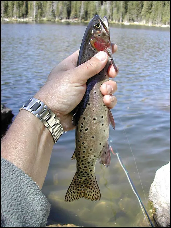 Small monster - A true monster compared to the average greenback.
