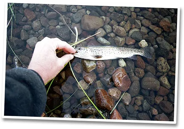 Lahontan Cutthroat - The ultimate quest: they're not big, but the native Lahontan Cutthroats are small pearls