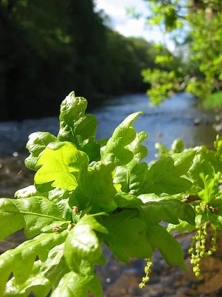 Oak - Nice, fresh oak leaves on the bank of the Usk.