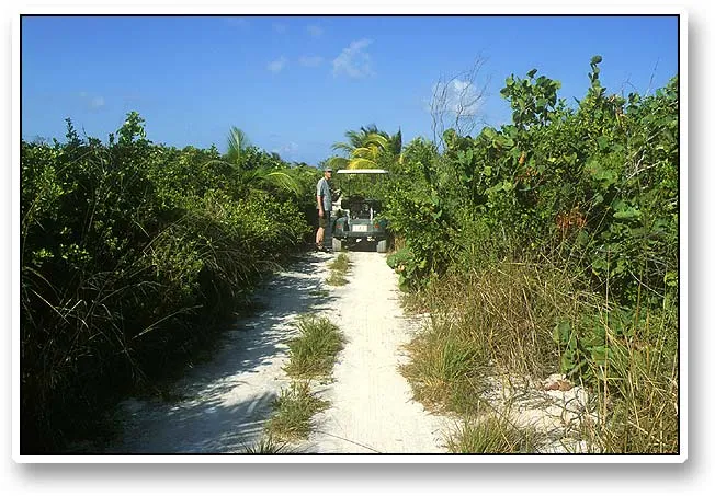 Almost off road - Renting a golf cart and going out on your own can be highly recommended. This is a typical road: small but doable dirt road. They often lead to secluded and rarely visited spots.