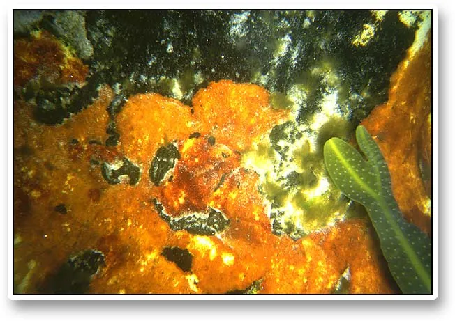 Orange - Just because it is on the northern hemisphere and cold it does not mean that it is drab or boring. Colors can be quite intense.