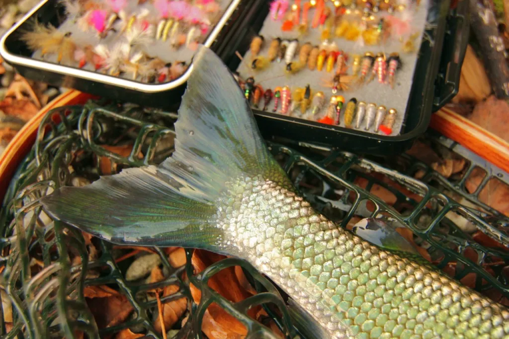Flies and a tail - It\'s not all trout. This tail belongs to a grayling