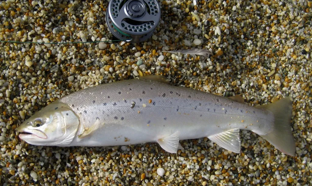 Well conditioned - A beautiful, bright and well conditioned sea run trout