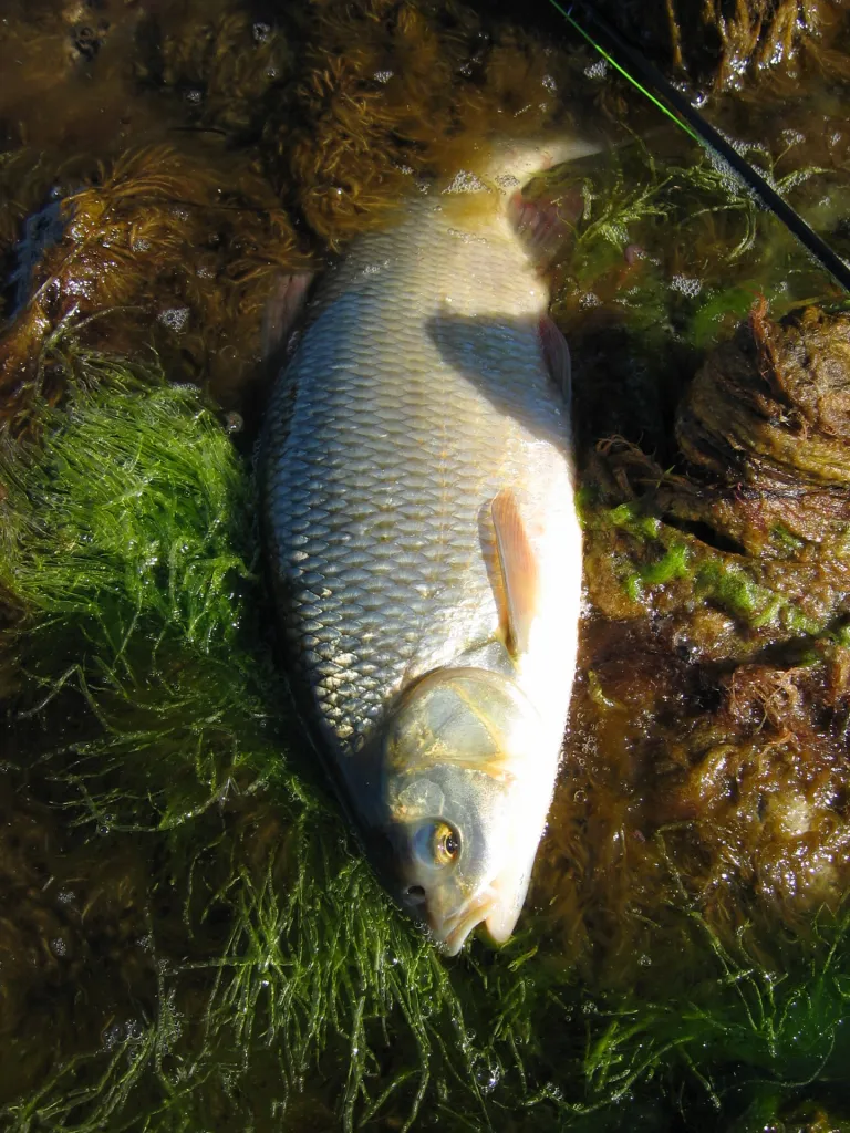 Ide - Ide (Leuciscus ider) can be caught in the brackish saltwater on almost all of the Oresund coast, especially further south- This one is from Stevns