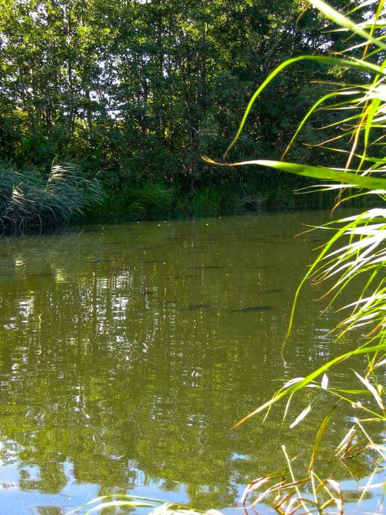 Bream in the stream - The shadows over the bottom are large bream in the Great Vejle Stream