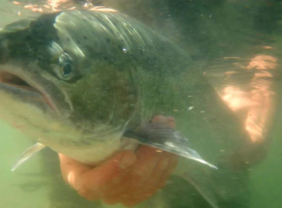 A steelhead underwater -
