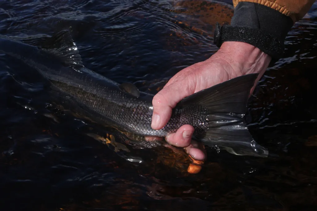 Releasing an Irish salmon -