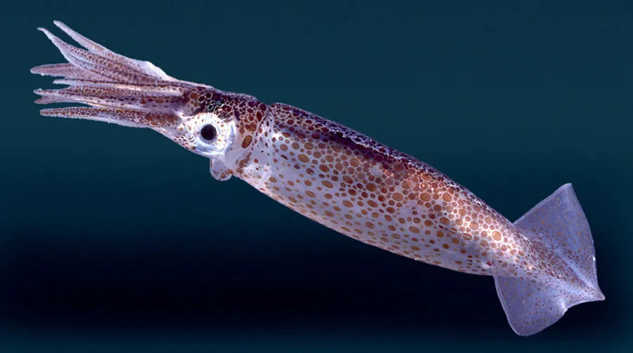 Short arms, large eyes, large body - This NZ squid shows the basic body shape of a typical small squid: large body/mantle, large eyes and short arms. The wings can be more or less pronounced.<br />From <a href=\"http://www.ryanphotographic.com/squid.htm\">Paddy Ryan\'s web site</a>. Used with permission.