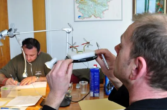 Judging the flies -