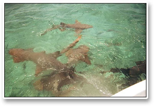 Sharks gathering - Nurse sharks gather in large numbers if you chum with fish. These mostly harmless sharks are very common on and behind the reef.