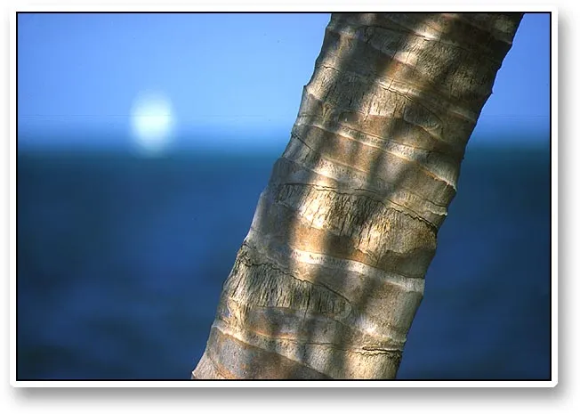 Palm - Palm, sea, sail. The essence of the tropical sea.