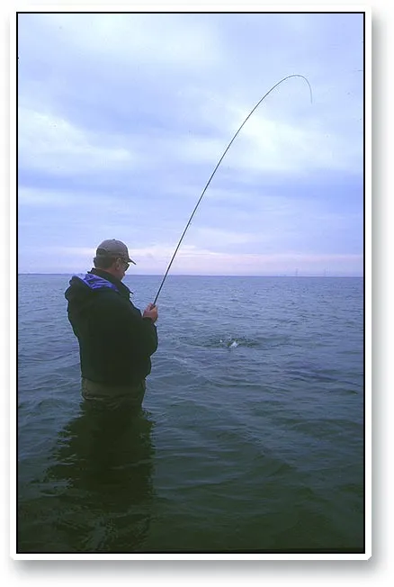 Paul with a bend - Paul Slaney with a sea trout on the fly. The fish - a one kilo or two lbs. specimen - strived for its freedom, but was landed at last.
