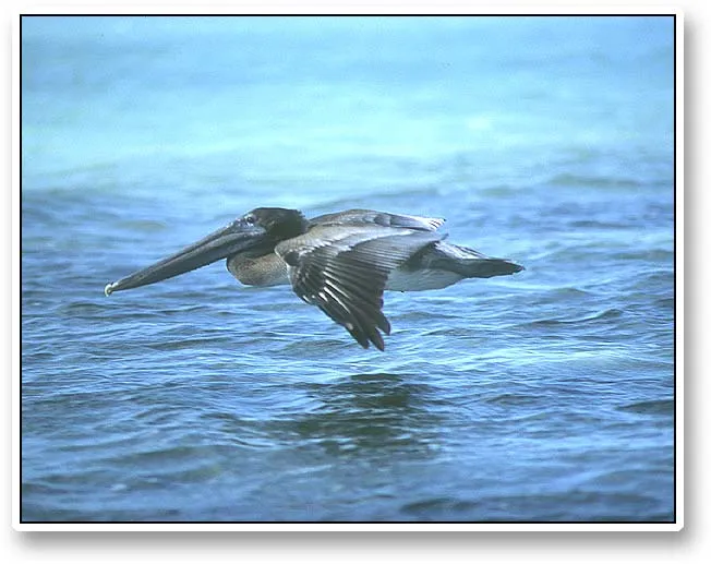 Pelican, flying - The pelicans are amazing birds. Their body shape and large beaks indicate clumsiness, but they are nothing but elegance in the air, sweeping so close over the water that their wing tips seem to touch it every instant.