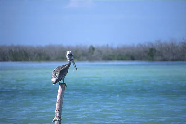 Pelican - Pelicans are all over the place. This one rests just outside the hotel.