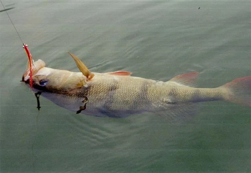 Ready - Beautiful marked fish caught with a red and yellow up-side-down-fly at "de Kanovijver" near my hometown.