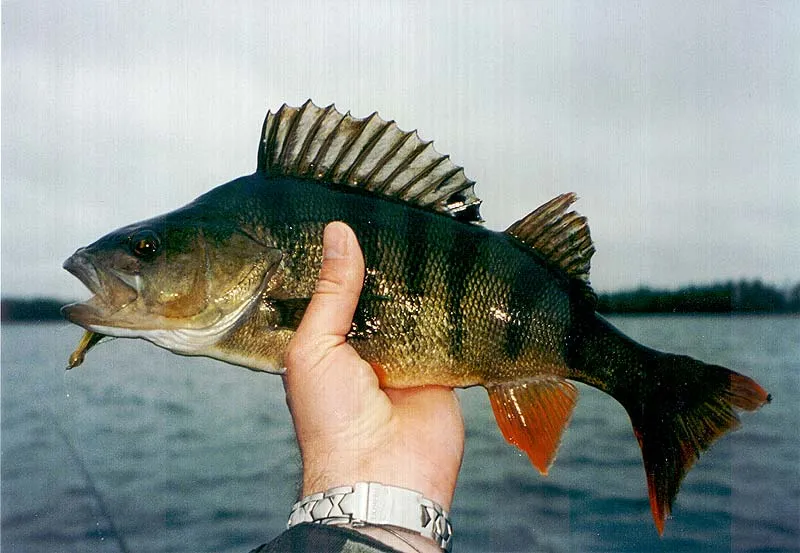Perch - I was fishing for at least 6 hours on my favourite sand quarry without any luck but just before I was going to quit, this 41cm(16 inches) perch took my fly.