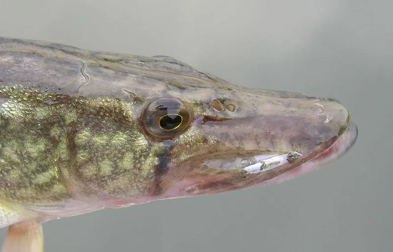Fishing in New York Gallery - Chain Pickerel