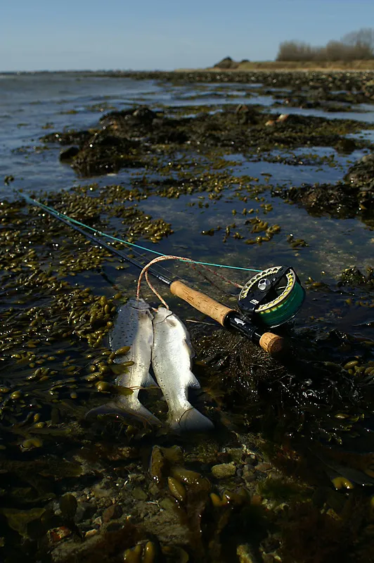 Contrast - Even though this image is generally exposed under the norm, the contrast between the dark sea weed and the bright fish cheats the camera into overexposing the fish. It <em>is</em> a difficult scene to get properly exposed.