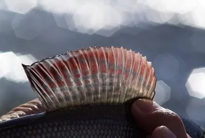 The fin - The beauty of the dorsal fin of a grayling.