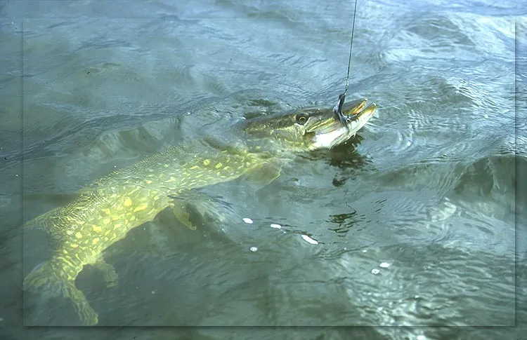 'nother pike caught - Yet another pike from the southern coast of Swedish
