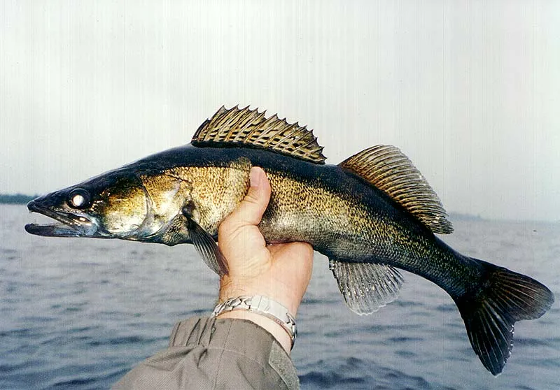 Pike perch - Pike perch from "het Schilmeer". In the summertime when the water warms up you can find them along the shore. In wintertime they live very deep so you can't reach them with a flyline.