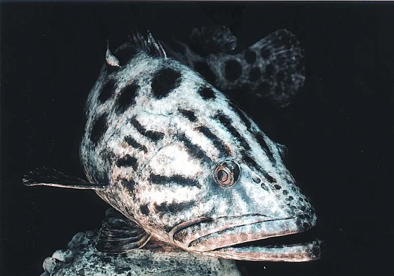 Potato bass - Cast in bronze