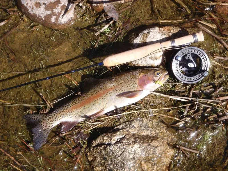 Rainbow trout on a micro-rod - A prototype micro-rod is used to fling an L.A. Ant to a rainbow which was hiding behind a large boulder, picking off anything that floated by.