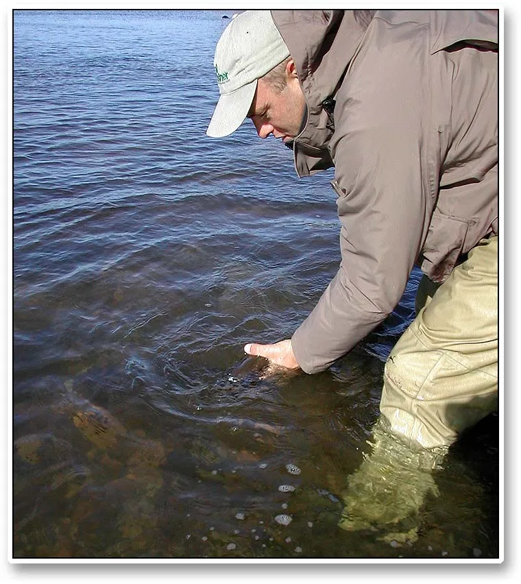 Releasing a fish - Ken releases a fish. These post spawn sea trout are often worn out from the fight and need some help regaining their breath.