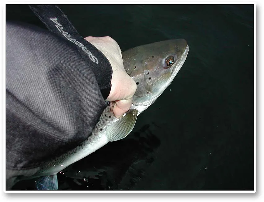 Release - Far most of our catch was released again. Of the 40-or-so fish we caught during a week, only two wound up in the freezer.