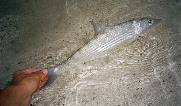 The release - A good size fish is about to swim off into its warm, native waters.