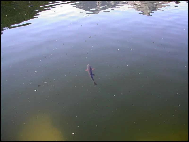 This is it - This is what fishing for greenbacks is like. The fish cruise and rise consistently to anything that seems edible. The might refuse your artificial offerings, but often they will take a fly with vigor.