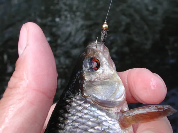 Red eyed - The roach are numerous is slow, peaty streams and the red eyed beauties will willingly take wets, nymphs and dries.