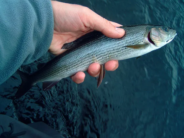 Smallish grayling - You don't want a 6 weight rod for fish this size.