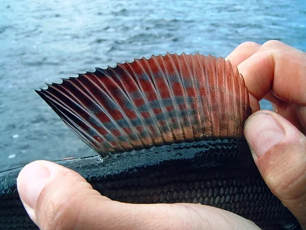 The dorsal - The hallmark of the grayling: a large and beautiful dorsal fin