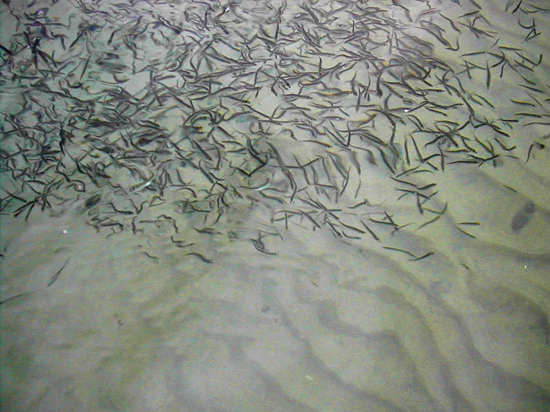 A school - The Foileel is a good imitation of fish like these sand eels, which are about 1 or 1½ inches long and can appear in amazing numbers