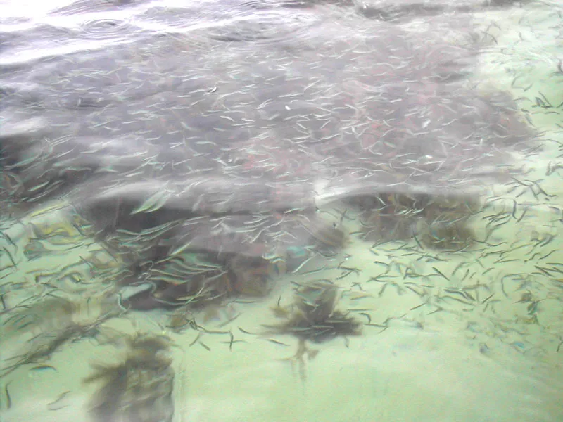 Large amount - It's obvious why the fish feast on this quarry: it's extremely abundant.