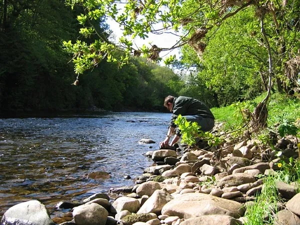 Looking for sculpins - Paul rolling over rocks in the Usk in search for Sculpins.