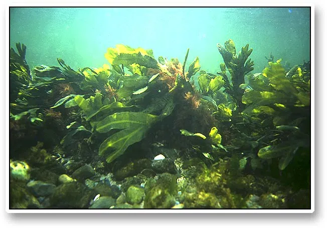 Seaweed - Dense forrests of low seaweed are commom in the Danish oceans. The typical height is about 50 centimeters or 1-1ý'