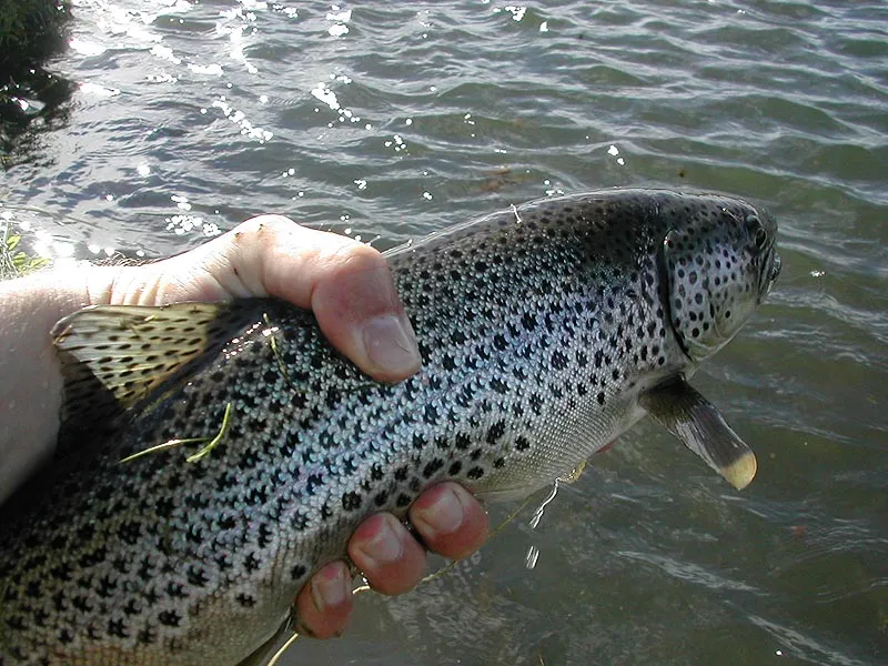 Nice sea trout about to be released - We released most of our fish during the Iceland trip.