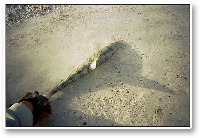 Early morning bonefish - This fish is about ready to swim off. Notice the long shadow. Bonefishing is very good early morning. The fish are actively tailing and quite easy to see.