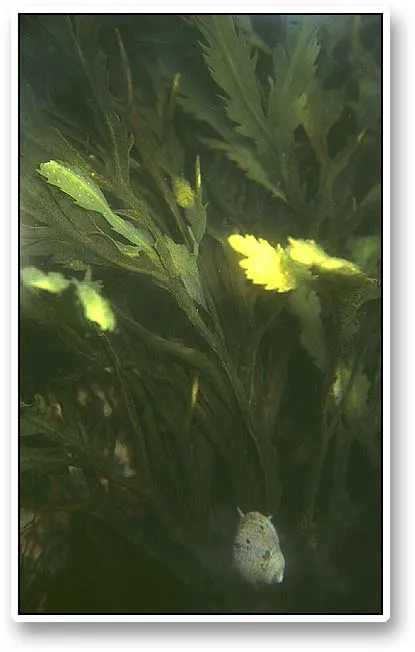A snail - A snail