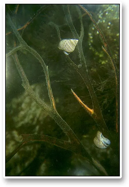 Snails again - Snails are some of the first animals to become active after the cold winter