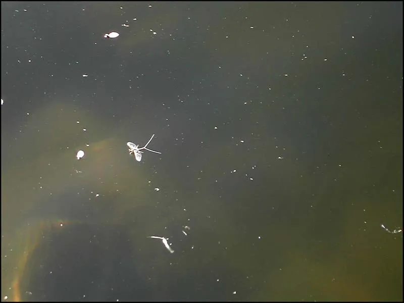 Spinner - The Rocky Mountain lakes can not only be fished with ants. A small spinner will no doubt produce at times.