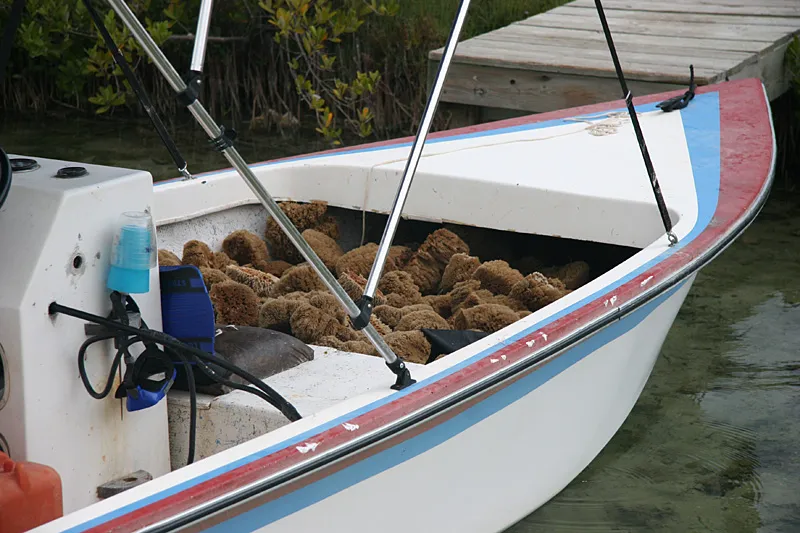 Sponges - A boat filled with natural sponges