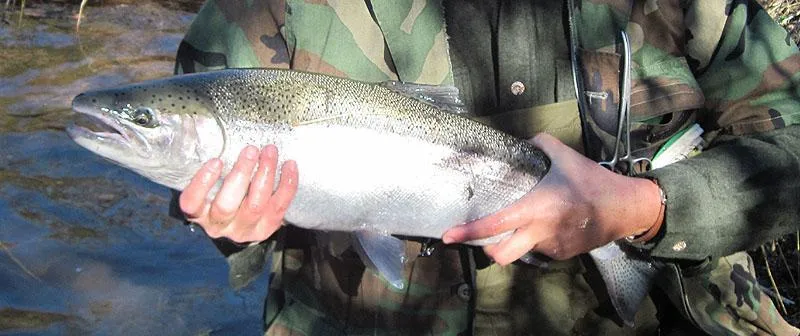 Fishing in New York Gallery - Steelhead, Salmon River, NY