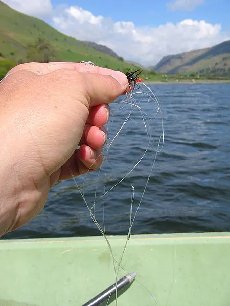 Tangle - This Black Zulu would up in a mess of leader material after I had taken a few casts. Learning to master the long leaders takes a little time.